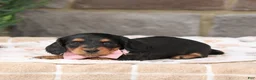 Miniature Dachshund dogs for sale: Jackie - Ad 4