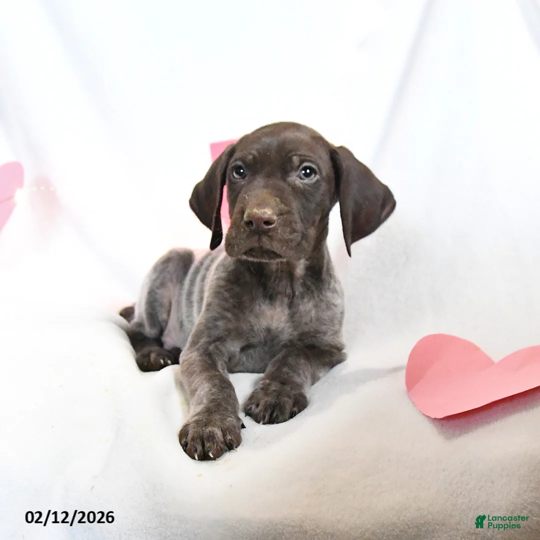 German Shorthaired Pointer dogs for sale: Rusty - Ad 4