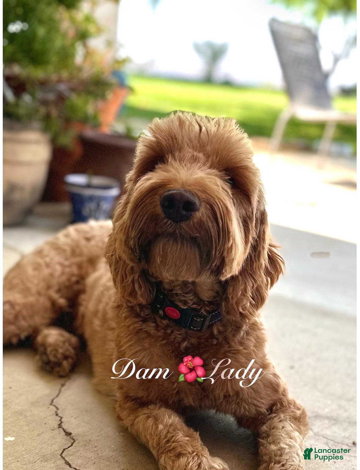 Australian Labradoodle dogs for sale: Betty - Ad 7