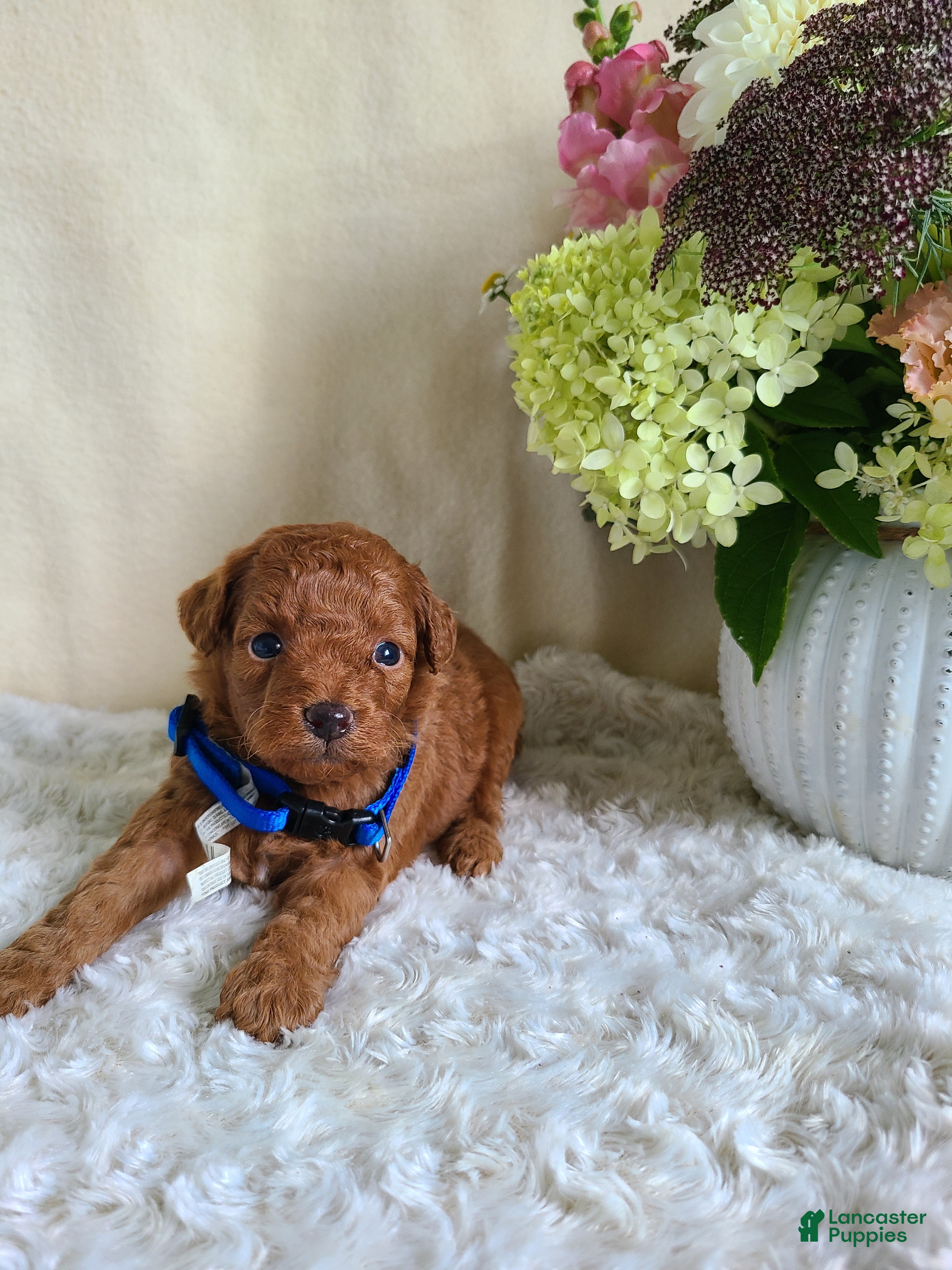 Mini Goldendoodle dogs Ian - Ad 2