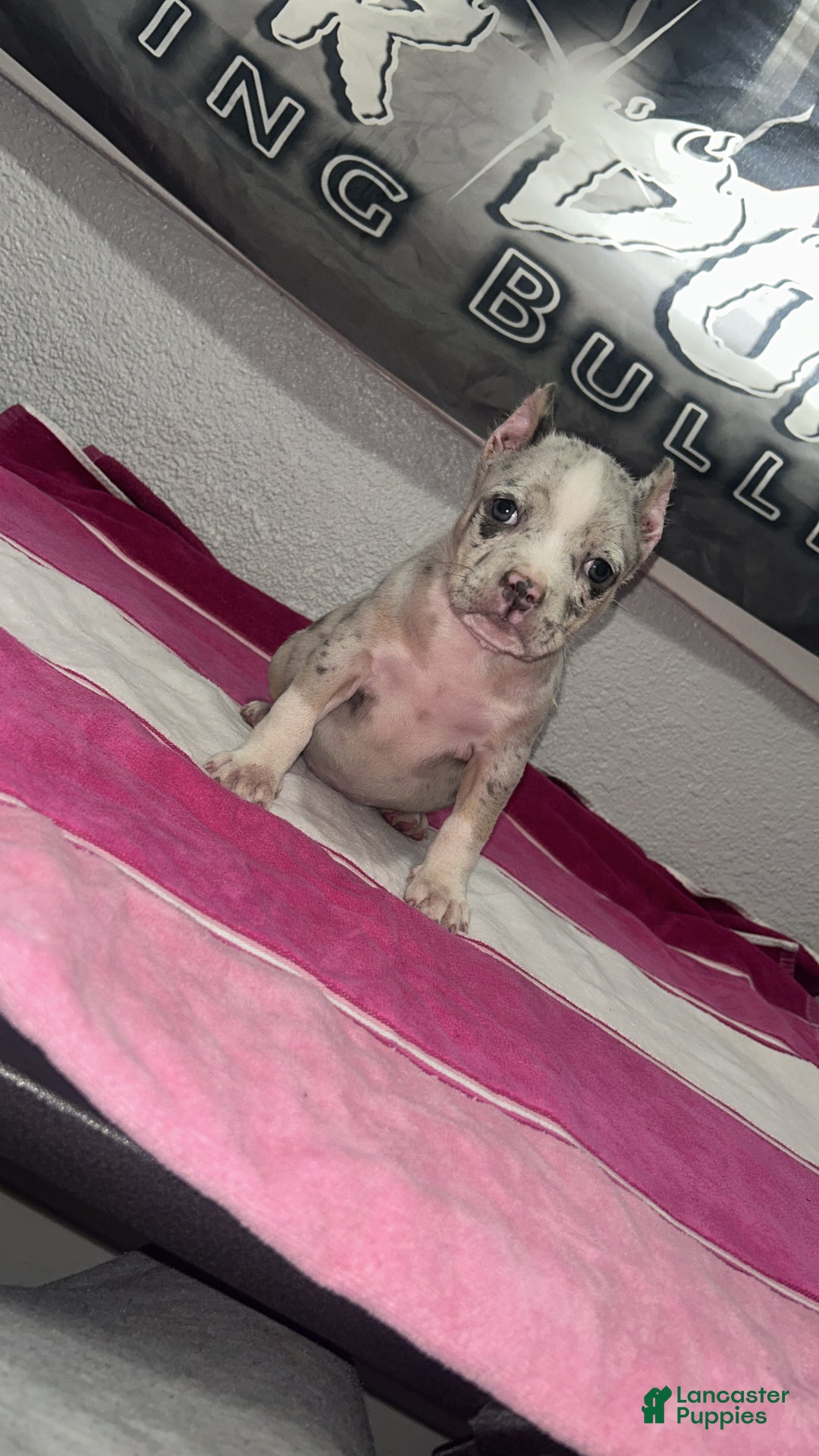American Bully dogs for sale: American Bully Puppy  - Ad 1