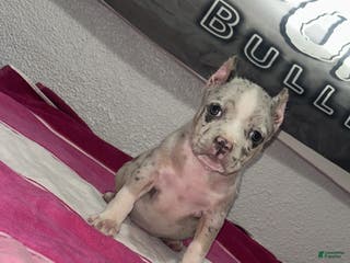 American Bully dogs American Bully Puppy - Ad 23