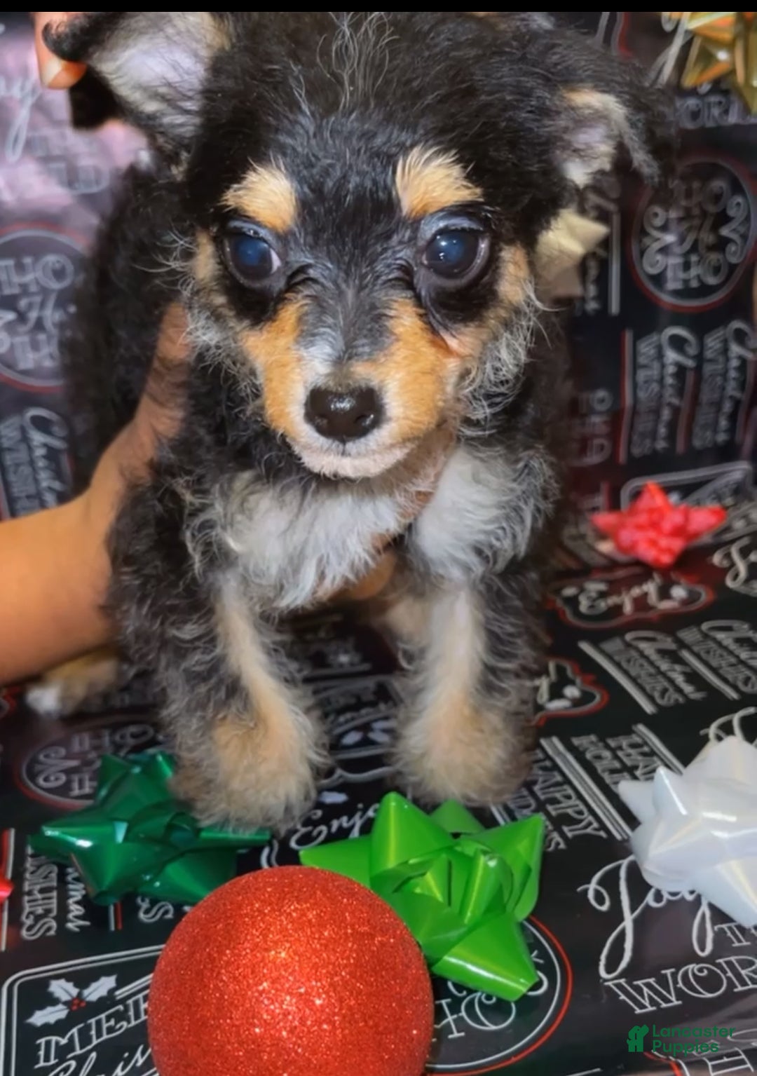 Mixed Breed dogs for sale: Mixed Breed Puppy 2 - Ad 2
