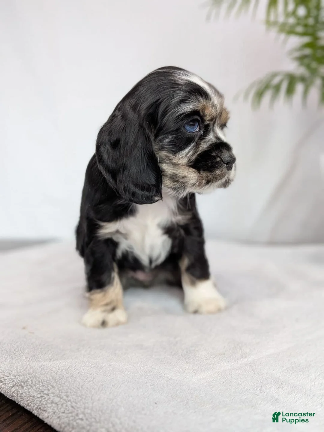 Cocker Spaniel dogs for sale: Cocker Spaniel Puppy 4 - Ad 4