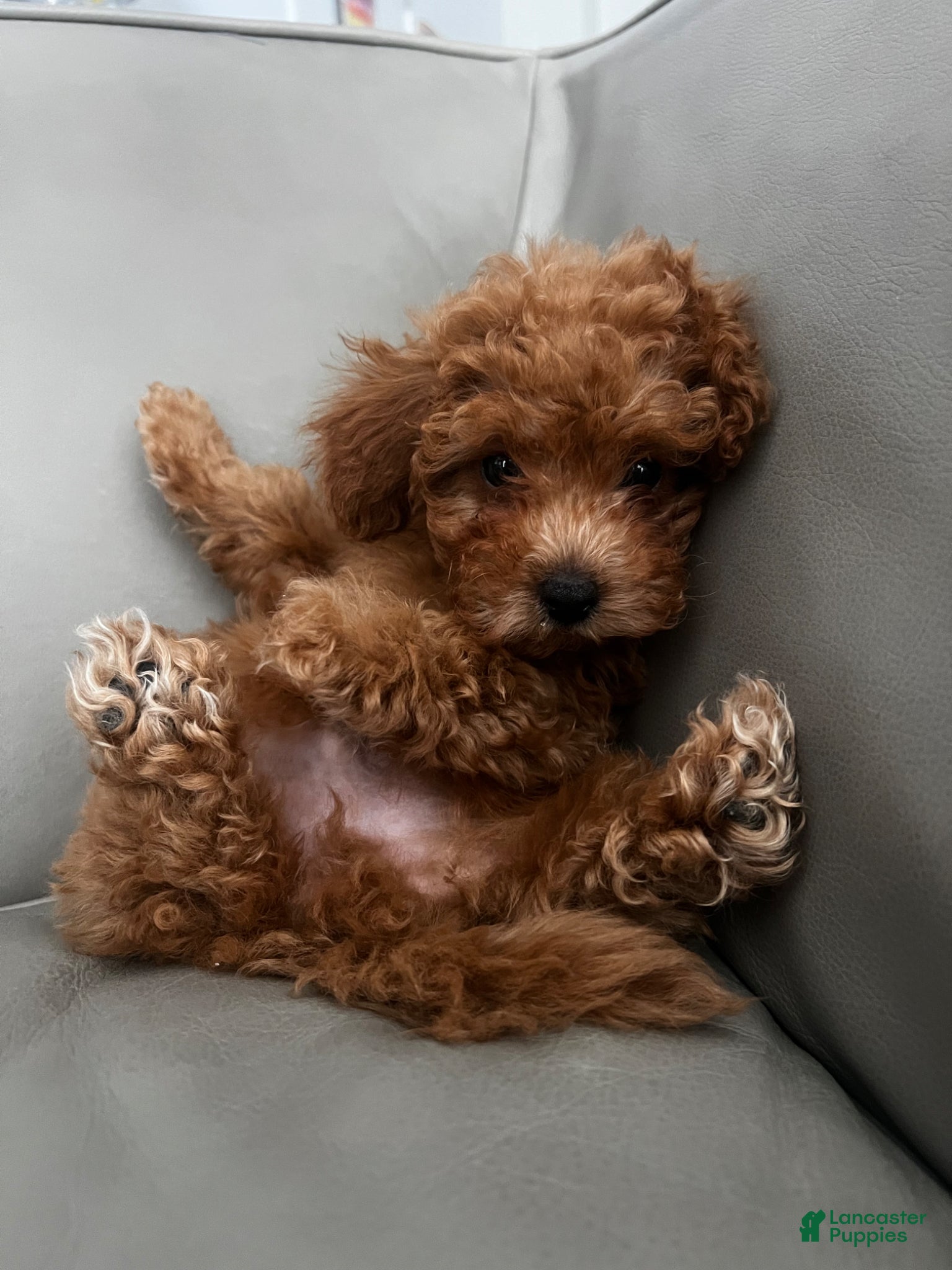 Toy Poodle dogs for sale: Toy Poodle Puppy 1 - Ad 1