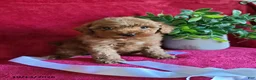 Miniature Poodle dogs for sale: Cinnamon - Ad 3