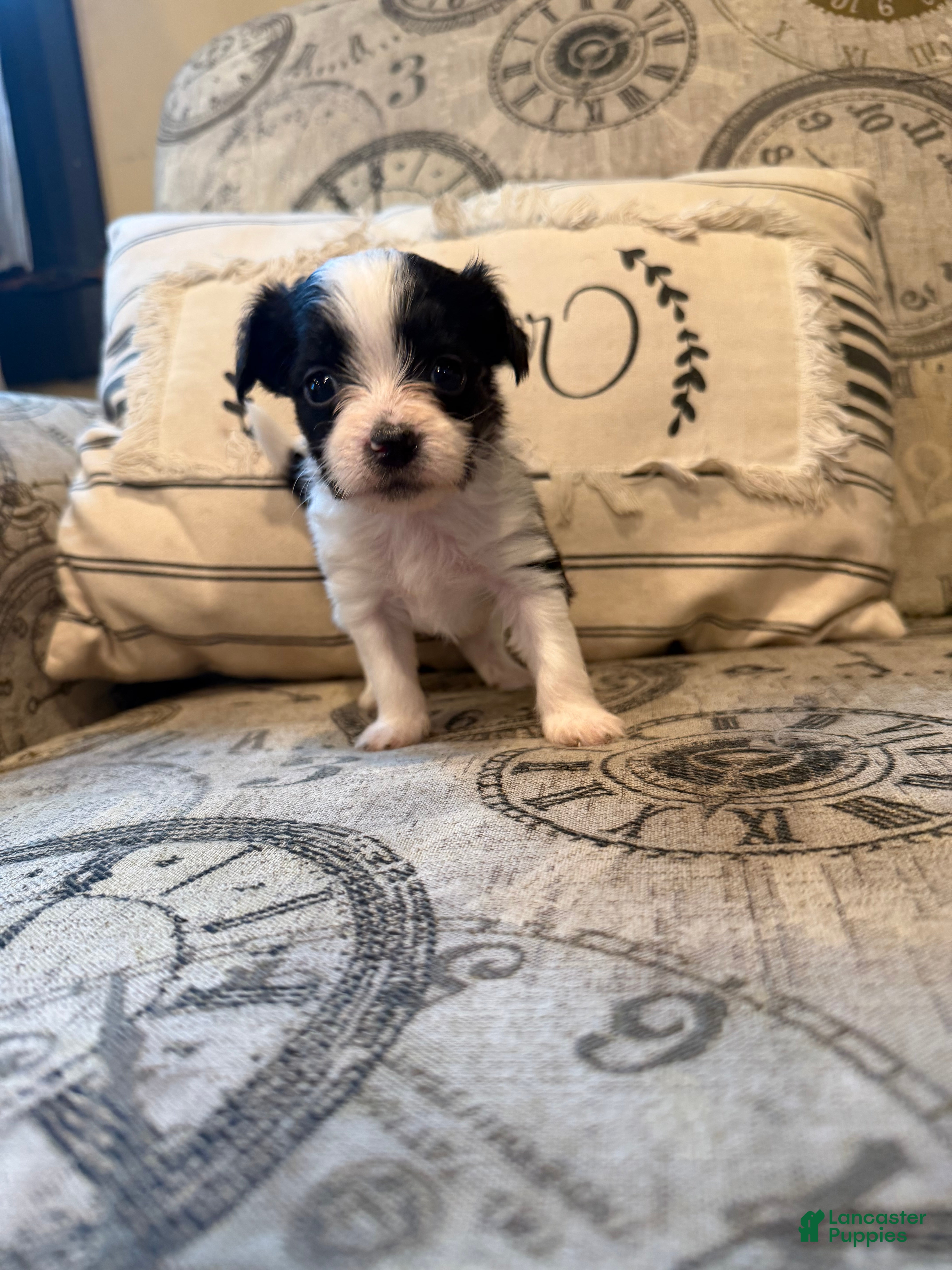 Shorkie dogs Oreo - Ad 41