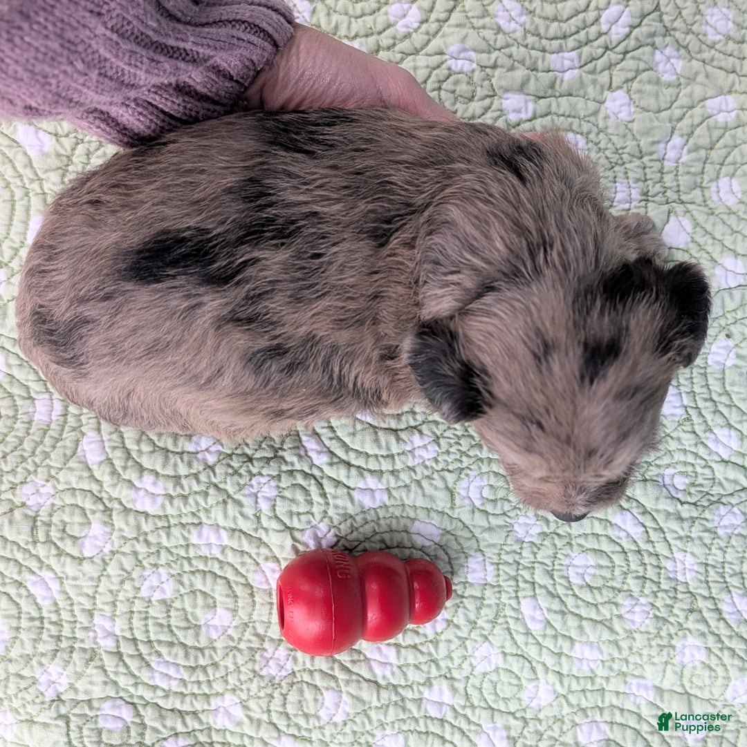 Mixed Breed dogs for sale: King - Ad 7