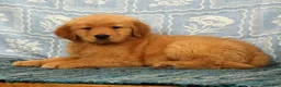 Golden Retriever dogs for sale: Jane - Ad 4