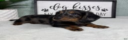 Miniature Dachshund dogs for sale: Dax - Ad 3