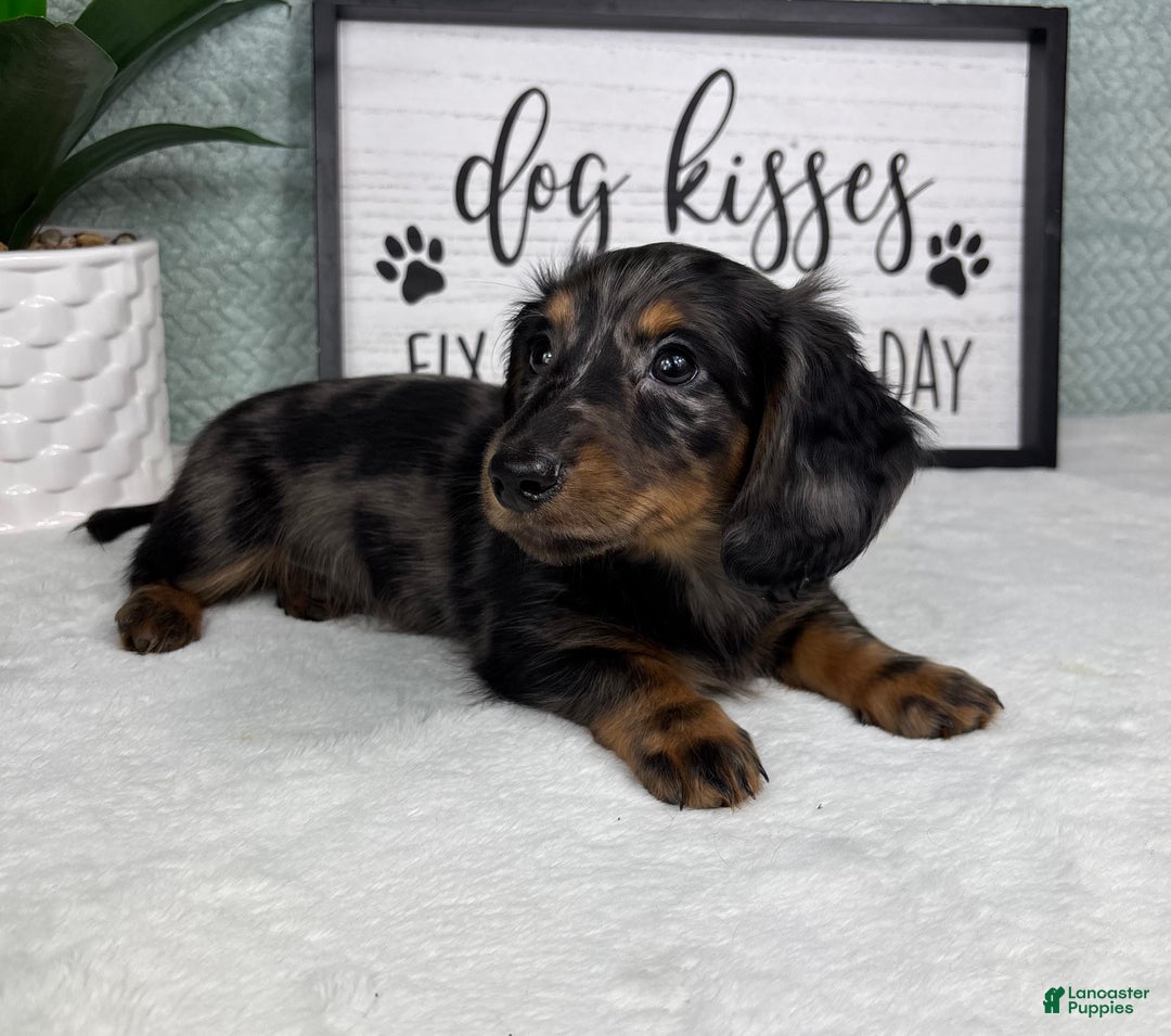 Miniature Dachshund dogs for sale: Dax - Ad 3