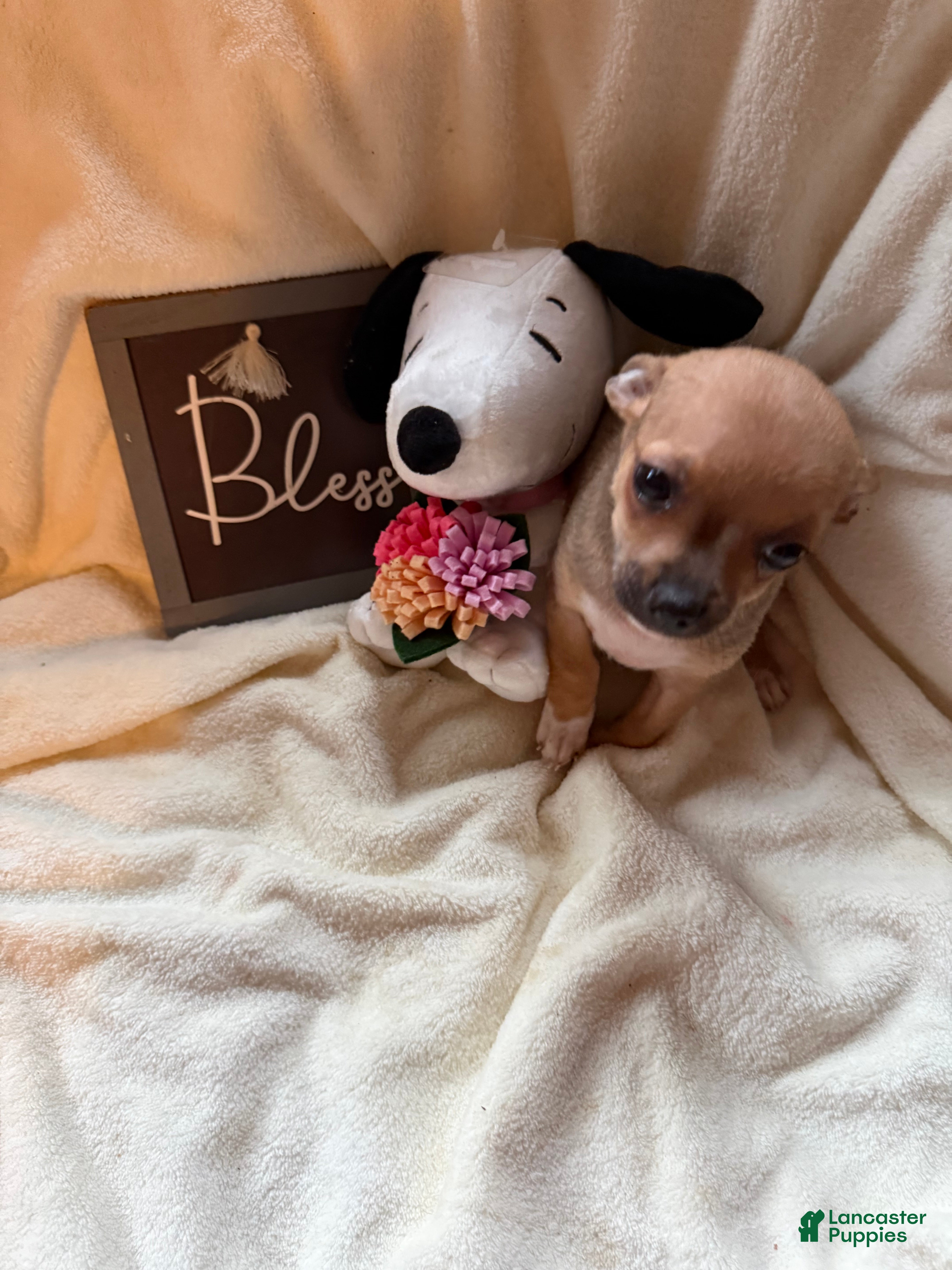 Chihuahua dogs Scooby - Ad 2