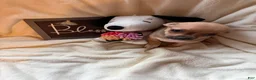Chihuahua dogs for sale: Scooby - Ad 2