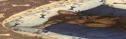 Yorkshire Terrier dogs for sale: Zena - Ad 4
