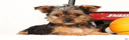 Yorkshire Terrier dogs for sale: Lola - Ad 2