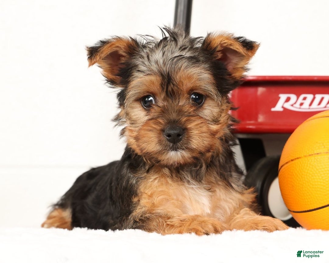 Yorkshire Terrier dogs for sale: Lola - Ad 2