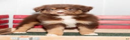 Miniature Australian Shepherd dogs for sale: Derek - Ad 2