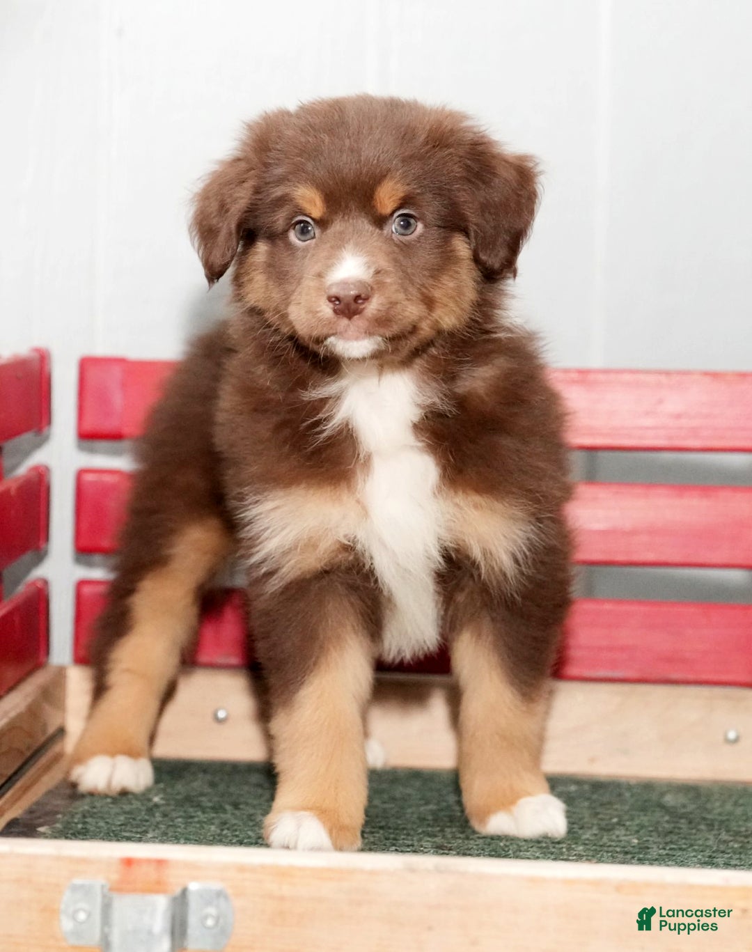 Miniature Australian Shepherd dogs for sale: Derek - Ad 2