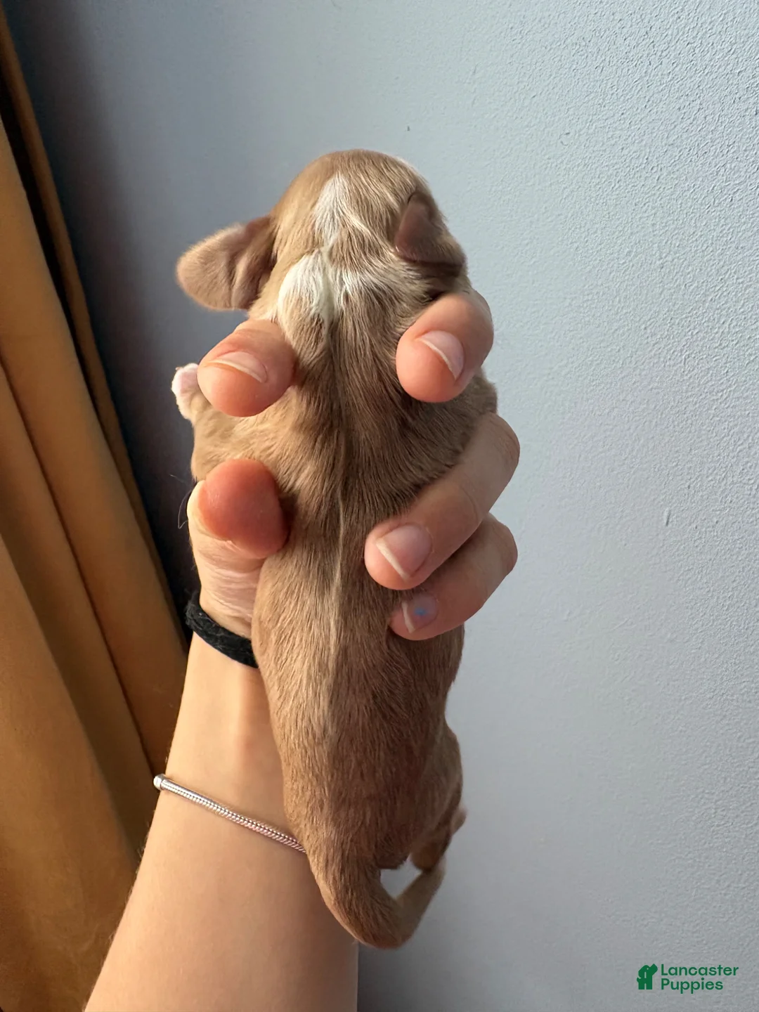 Cocker Spaniel dogs for sale: Rusty - Ad 2