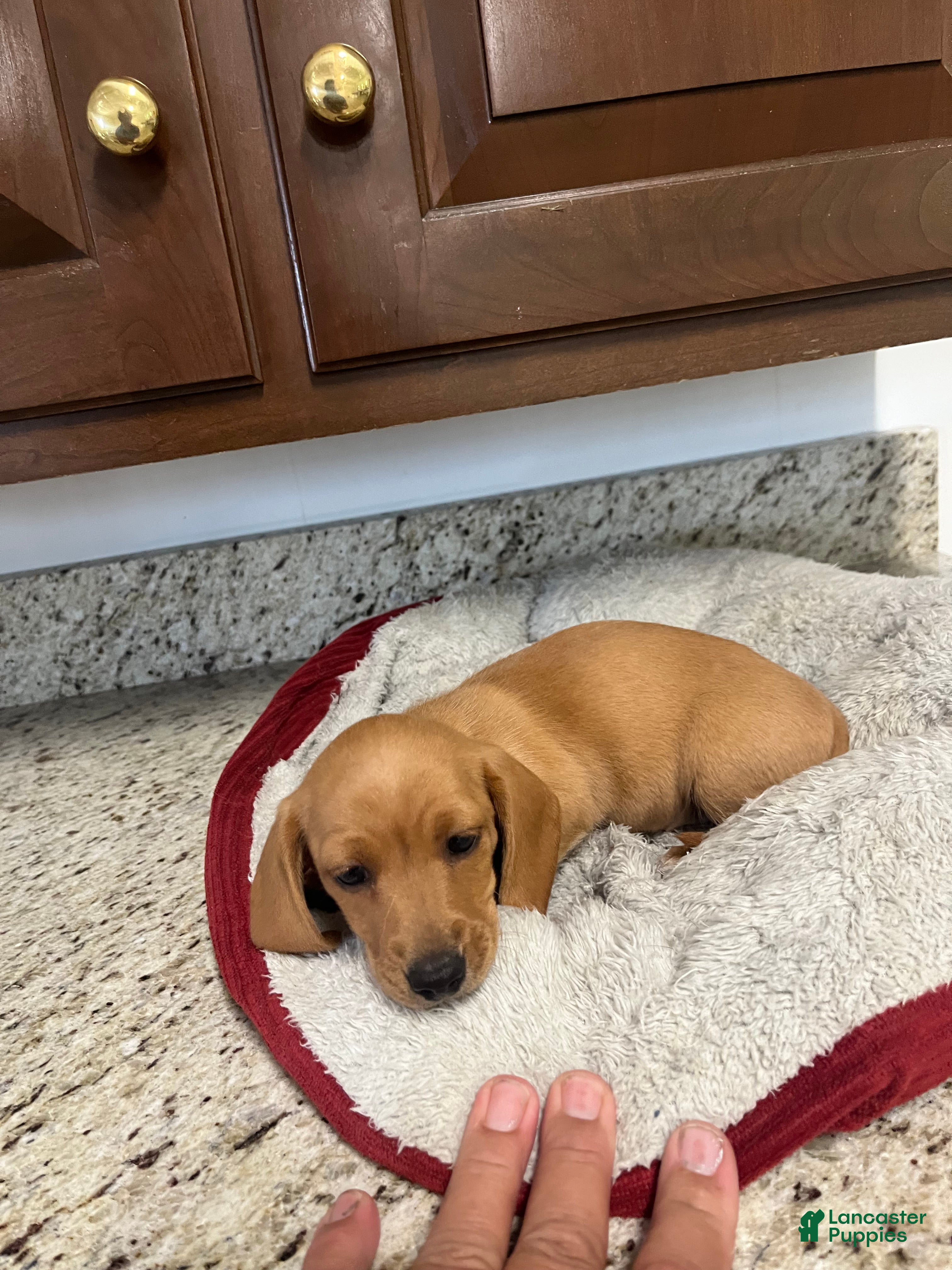 Miniature Dachshund dogs Wren - Ad 1