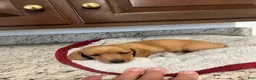 Miniature Dachshund dogs for sale: Wren - Ad 1