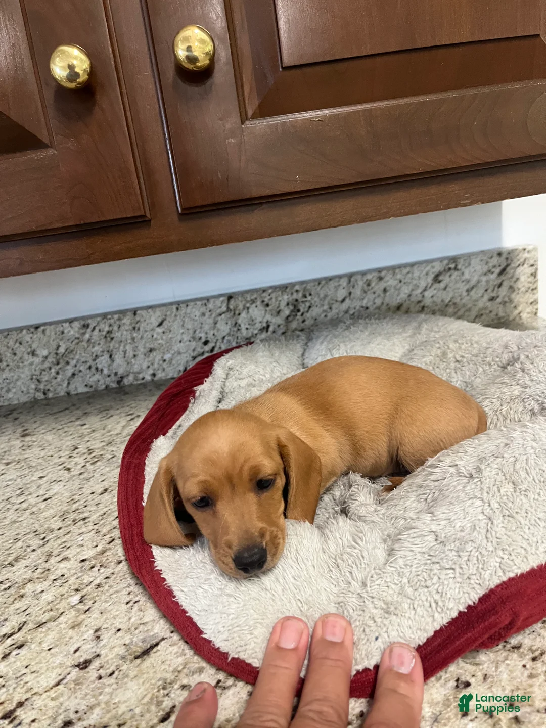 Miniature Dachshund dogs for sale: Wren - Ad 1