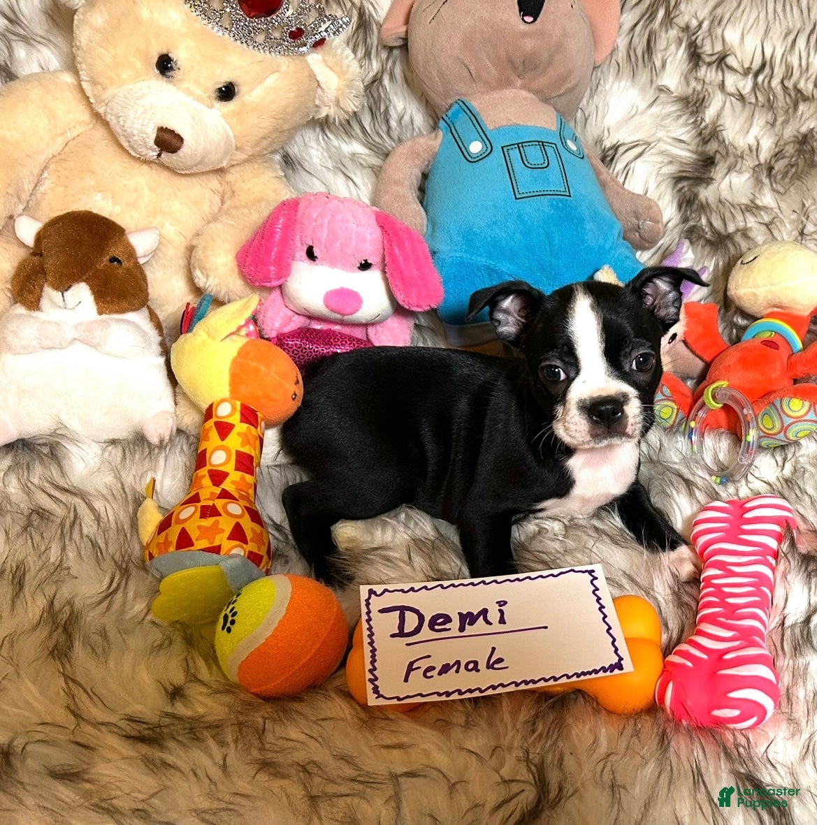 Boston Terrier dogs  Demi - Ad 2