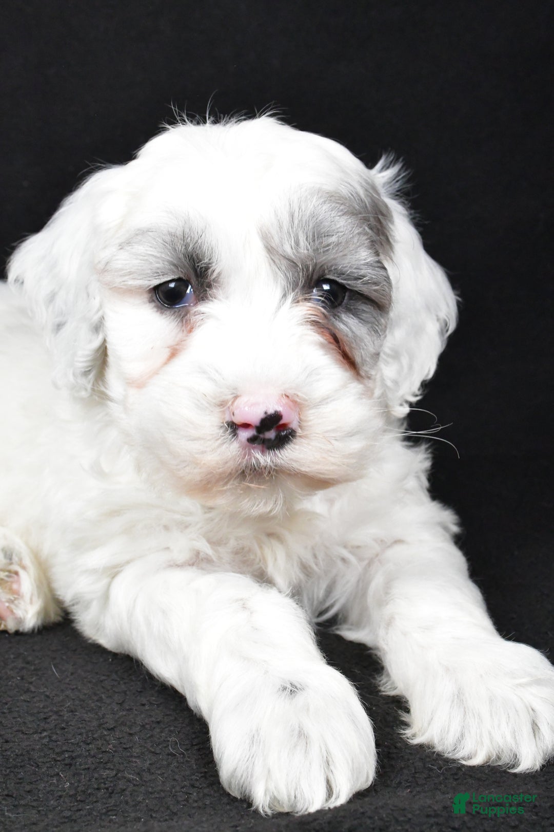 Mixed Breed dogs for sale: Sunny - Ad 4