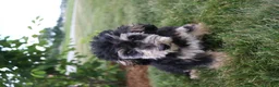 Toy Poodle dogs for sale: Silver - Ad 5