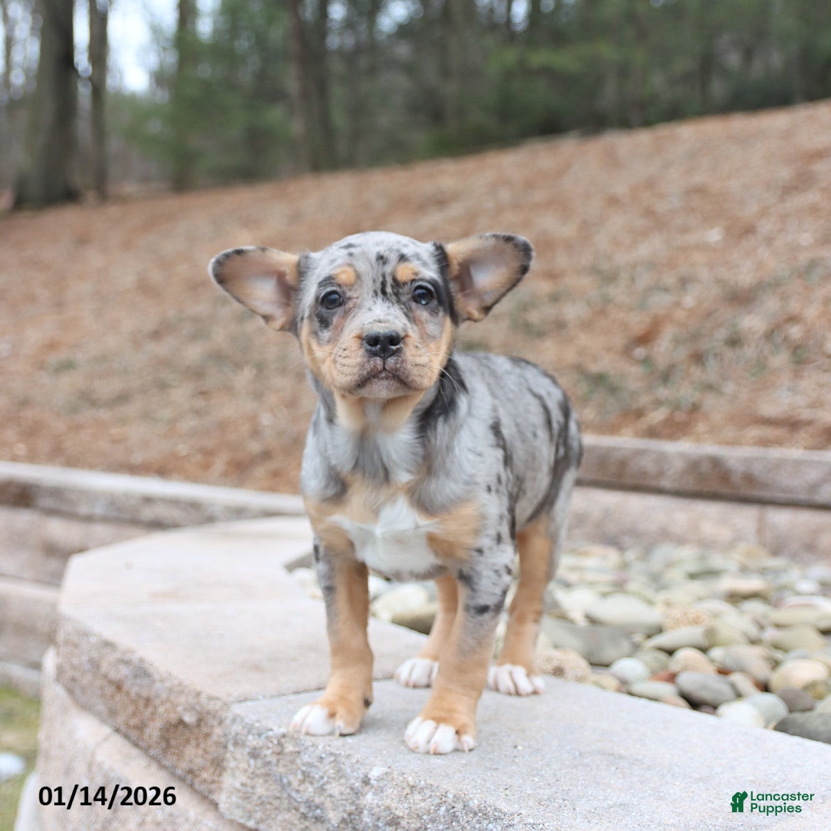 Mixed Breed dogs Molly - Ad 3