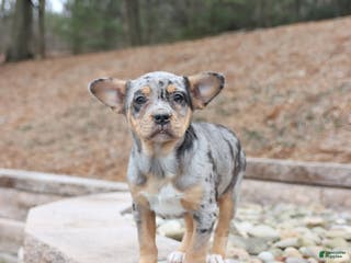 Mixed Breed dogs Molly - Ad 27