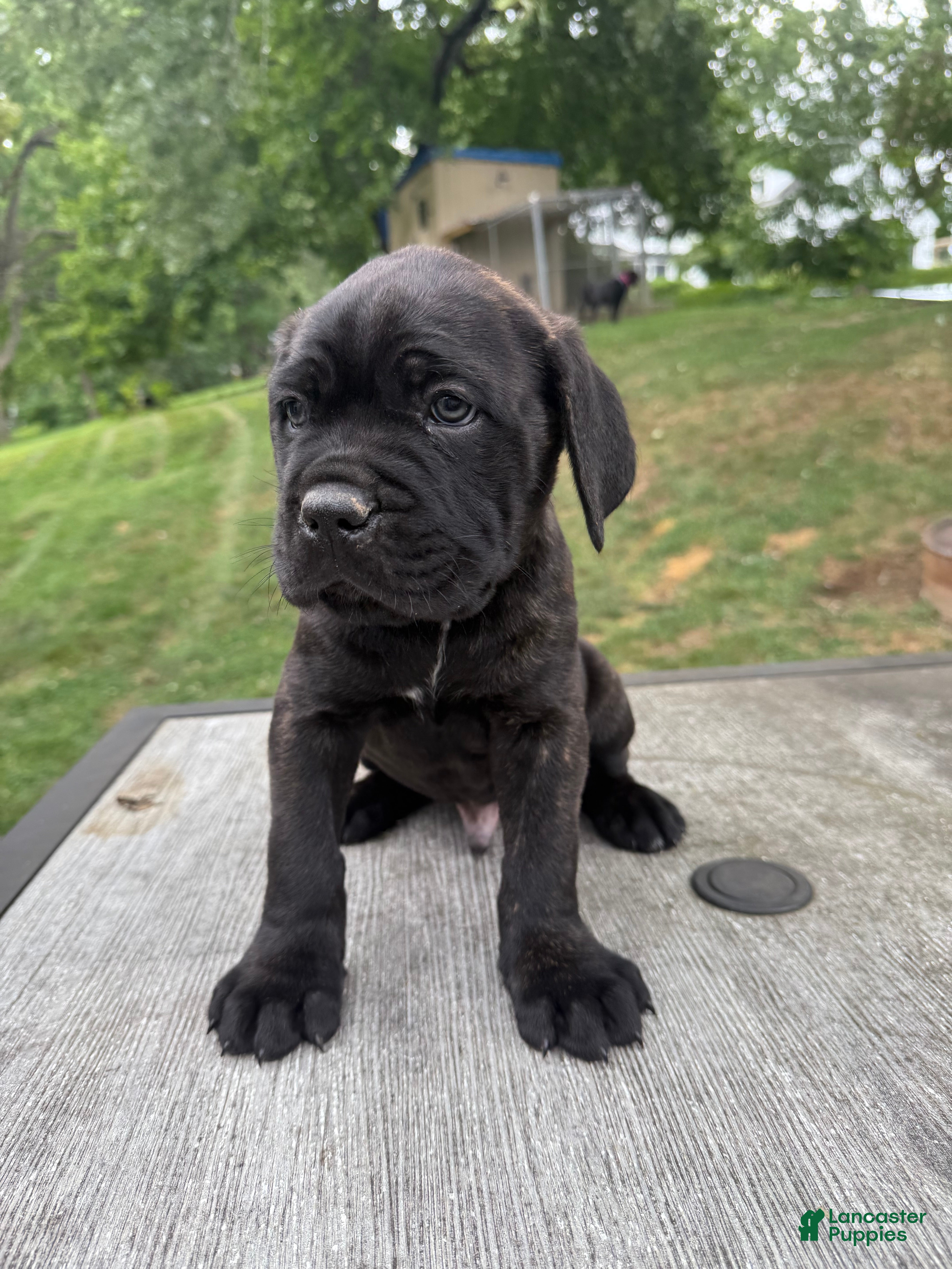 Cane Corso dogs Gray collar - Ad 1