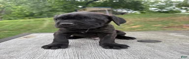 Gray collar