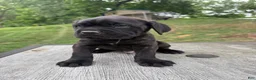 Cane Corso dogs for sale: Gray collar - Ad 1