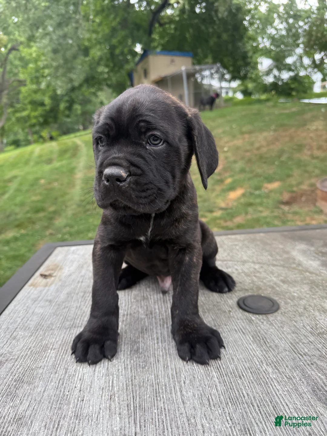 Cane Corso dogs for sale: Gray collar - Ad 1