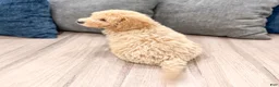 Miniature Labradoodle dogs for sale: Kierra - Ad 6