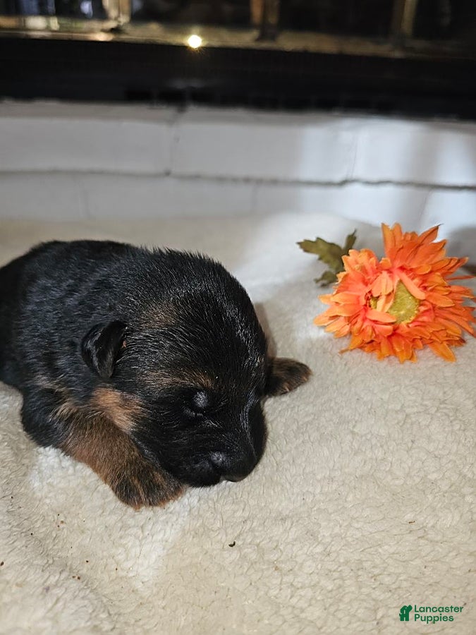 German Shepherd dogs for sale: Millie - Ad 2