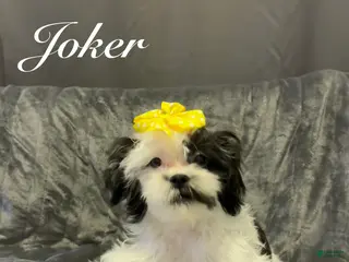 Shih Tzu dogs Joker - Ad 29