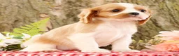 Cavalier King Charles Spaniel dogs for sale: Zoe - Ad 3