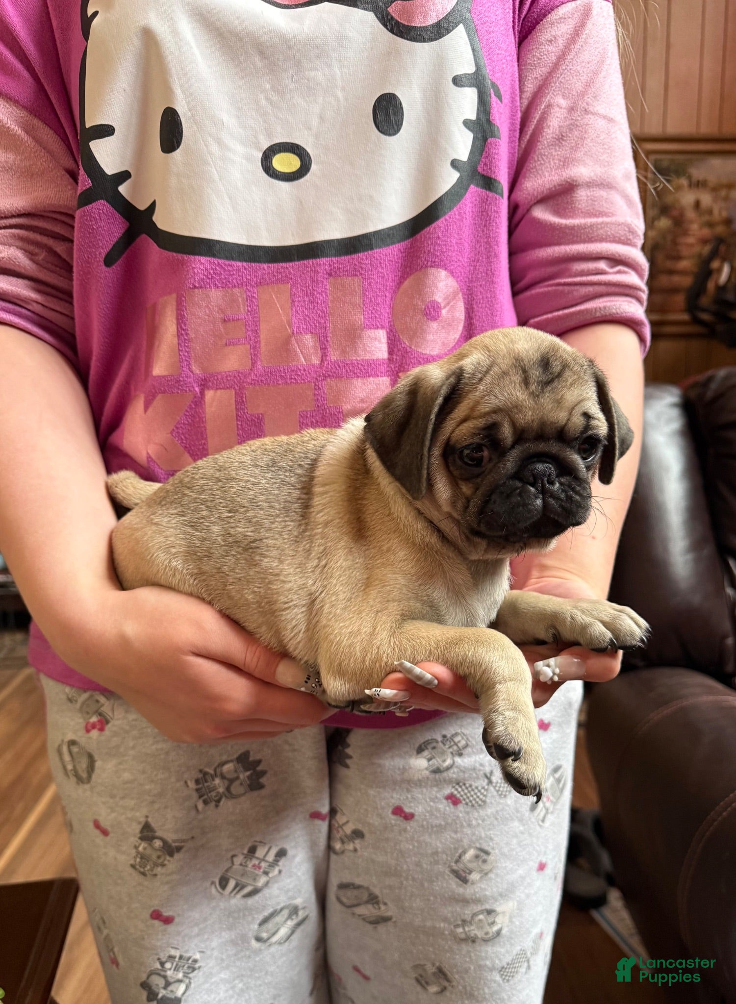 Pug dogs for sale: Pug 1 - Ad 4
