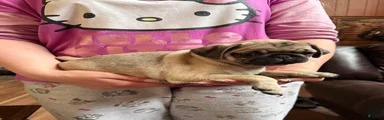 Pug 1