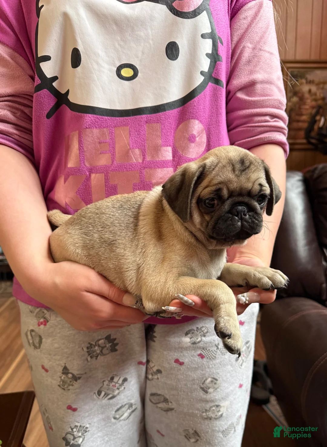 Pug dogs for sale: Pug 1 - Ad 1