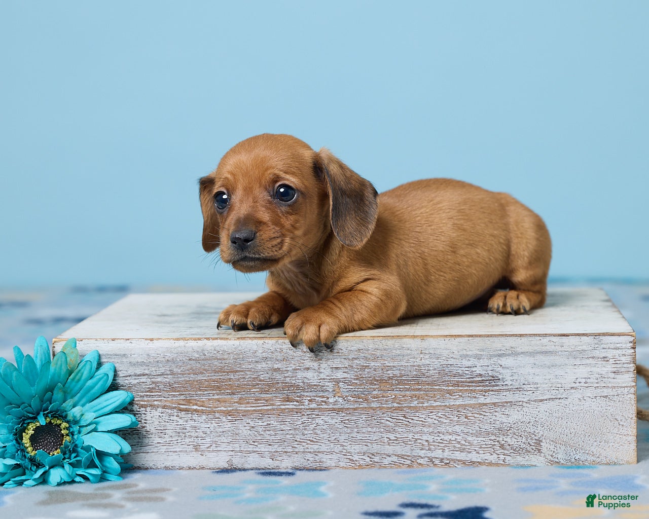Miniature Dachshund dogs Milo - Ad 1