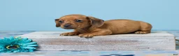 Miniature Dachshund dogs for sale: Milo - Ad 1