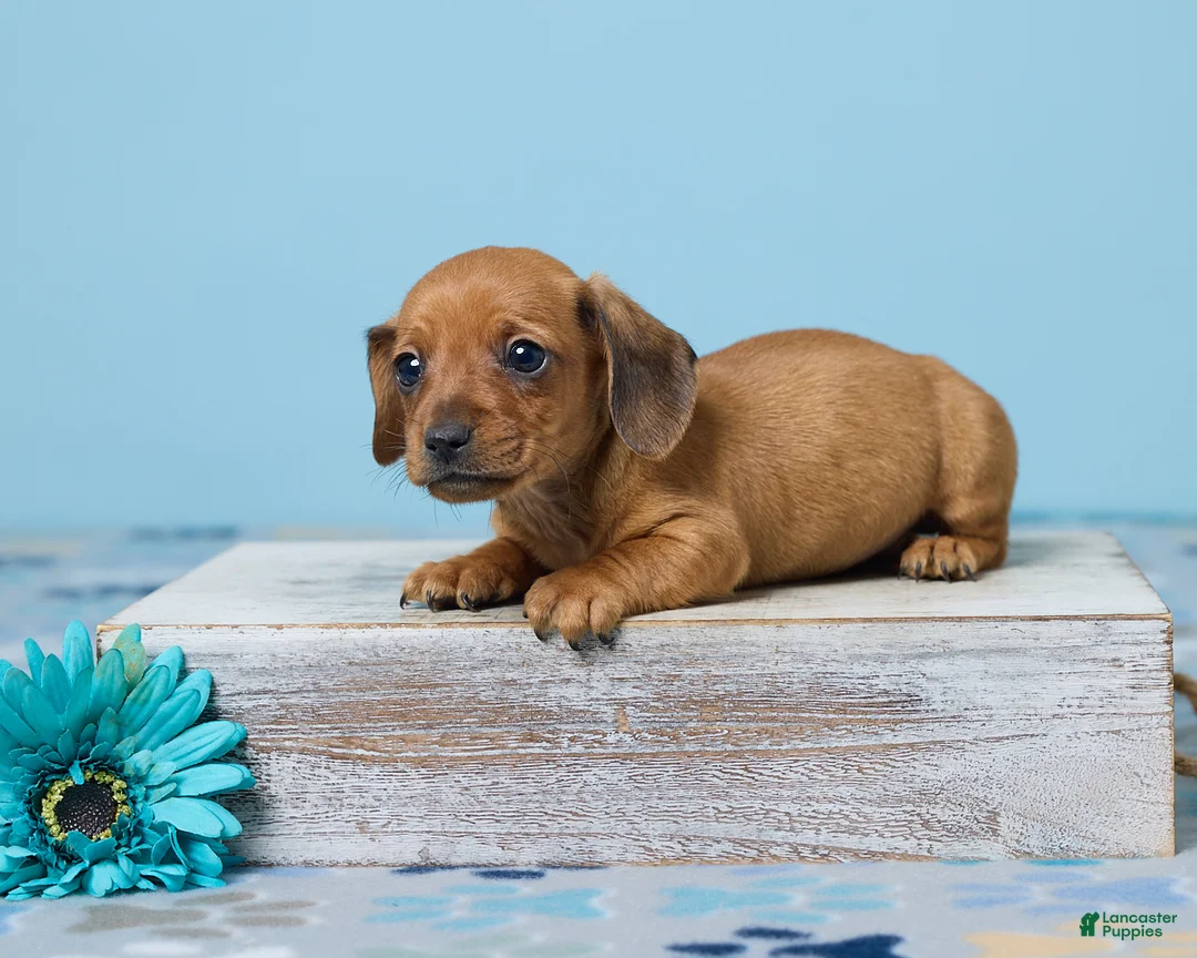 Miniature Dachshund dogs for sale: Milo - Ad 1