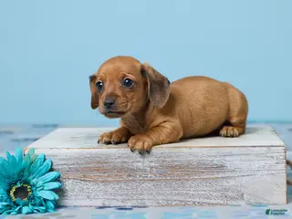 Miniature Dachshund dogs for sale: Milo - Ad 2