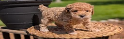 Miniature Poodle dogs for sale: Malia - Ad 6