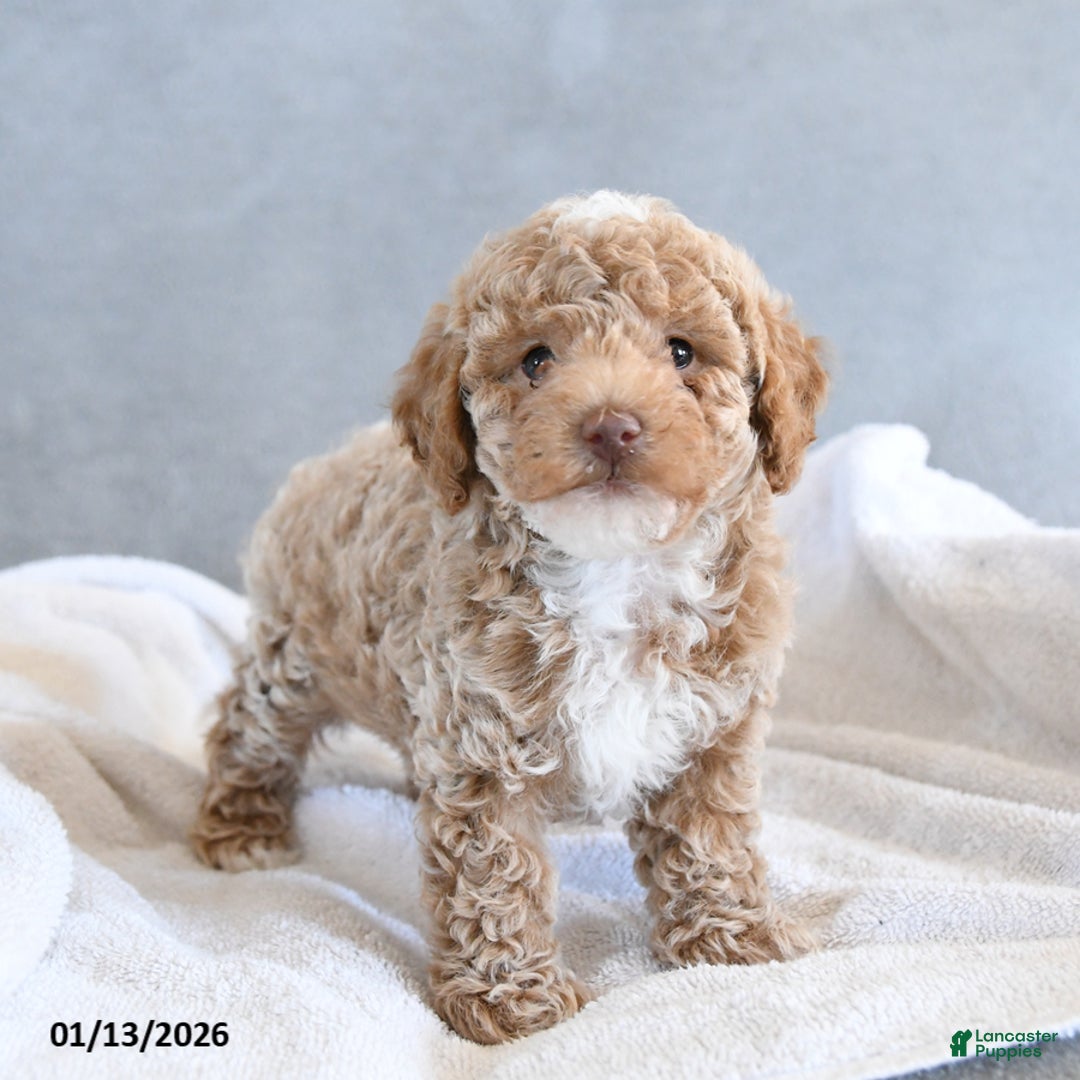 Afghan Hound dogs for sale: Barky - Ad 2