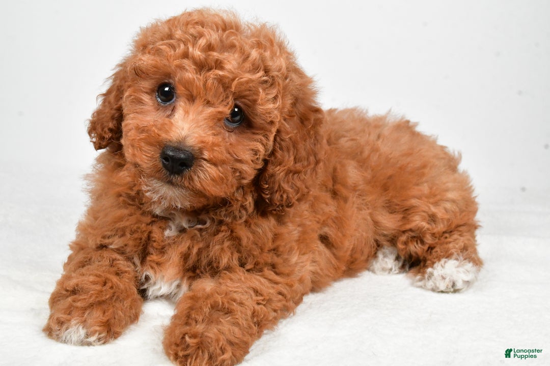 Bichpoo dogs for sale: Bella - Ad 4