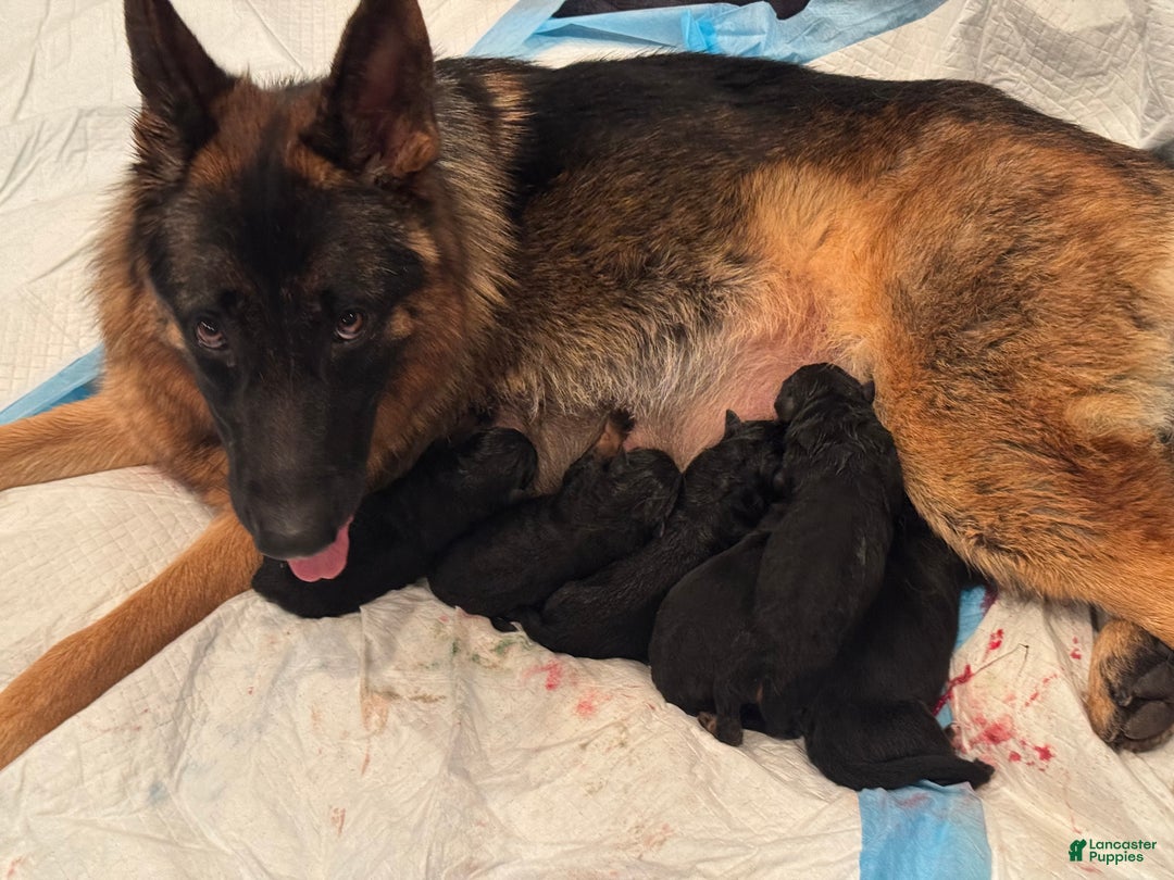 German Shepherd dogs for sale: German Shepherd Puppy 5 - Ad 2